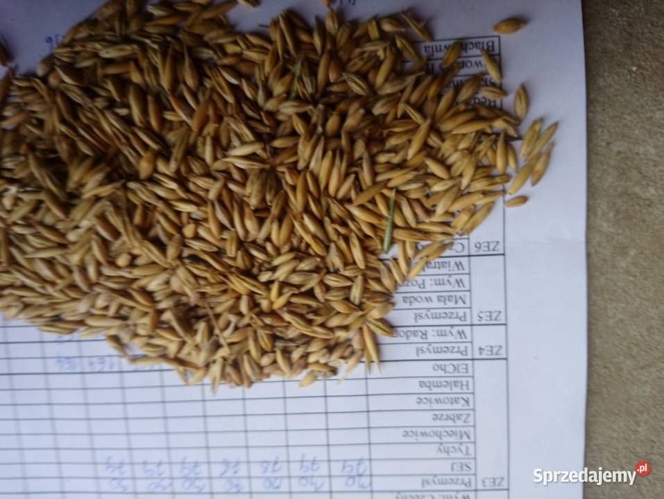 Mieszanka zbożowa jara jęczmień Kucyk owies Zboża Małogoszcz