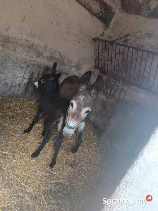 Osioł oślica osiołek ośliczka osły osiołki Mały Garc