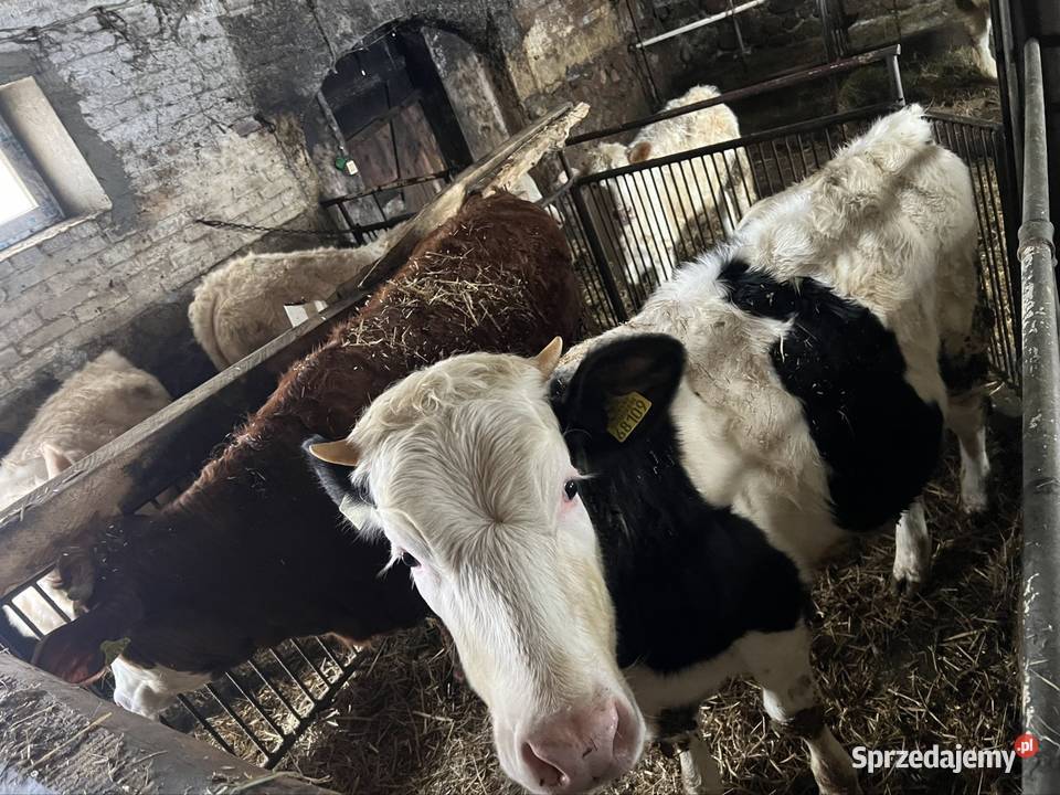 Sprzedam bydło hodowlane podlaskie Pobondzie