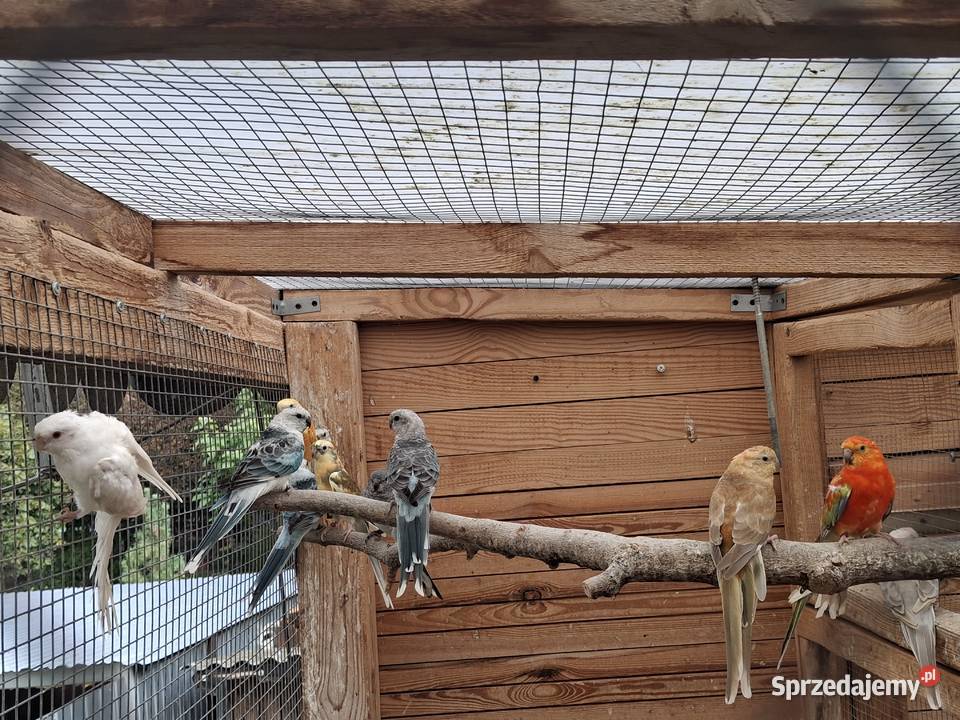 Papugi świergotki Stanisławów