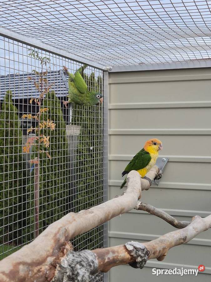 Barwinka białobrzucha samica Rakoniewice