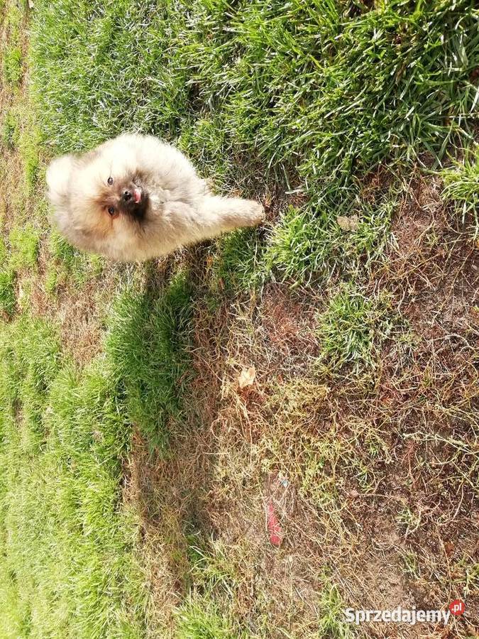 Szpi miniaturowy Pomeranian Syców sprzedam