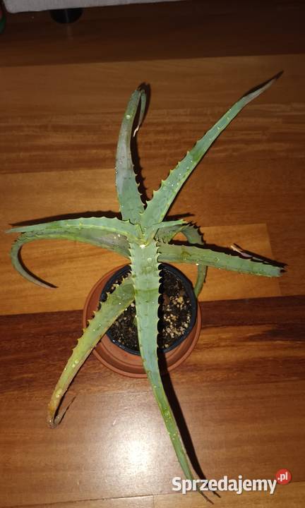 Aloes 1 sukulent wysokość 24 Warszawa sprzedam