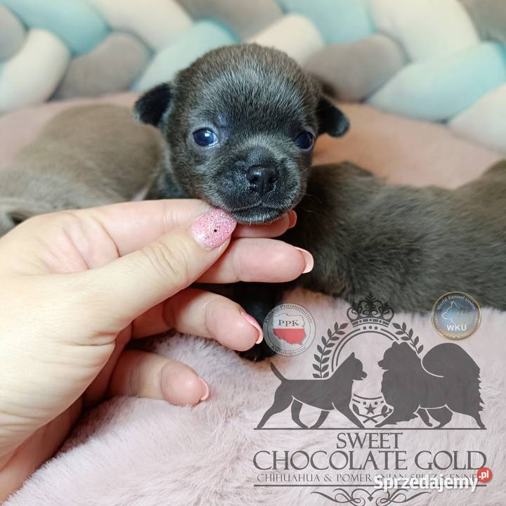 Chihuahua piesek blue niebieski krótkowłosy Warszawa