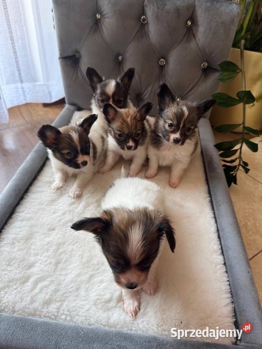 Papillon szczeniak Spaniel kontynentalny Dudki