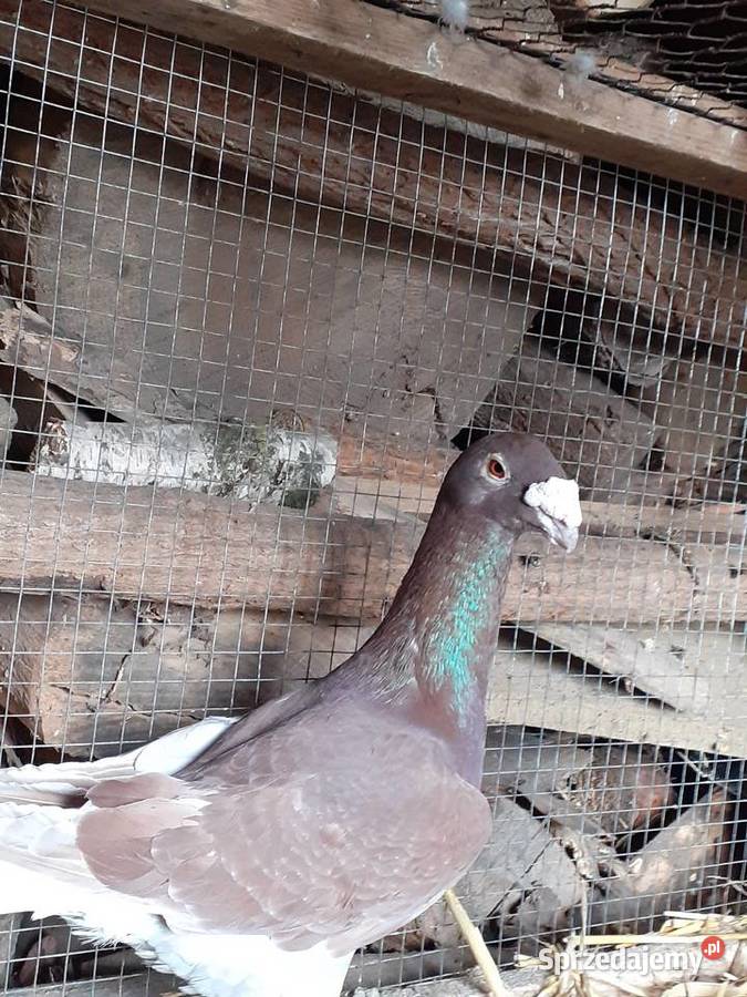 Golebie rzeszowskie Osięciny