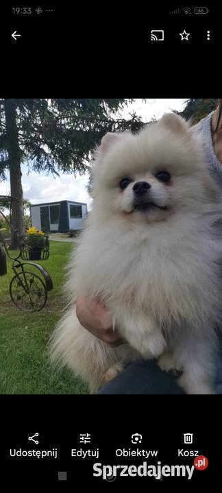 Pomeranian reproduktor dolnośląskie Bolesławiec