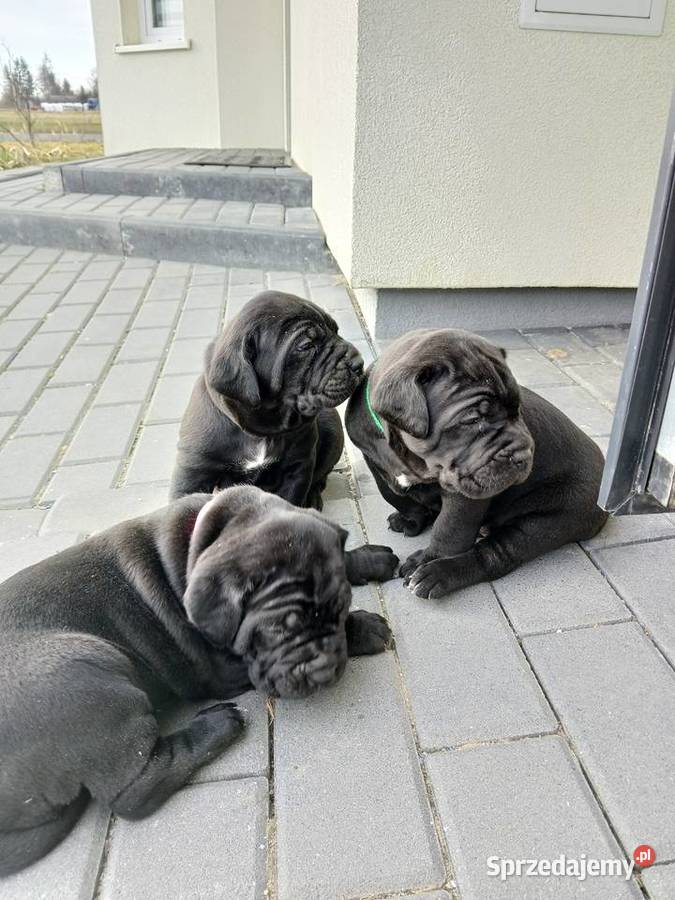 Cane Corso Italiano Zadroże