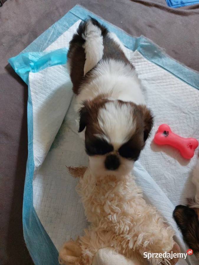 Shihtzu sprzedam