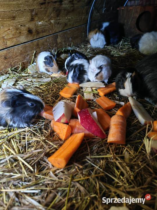 Sprzedam świnki morskie