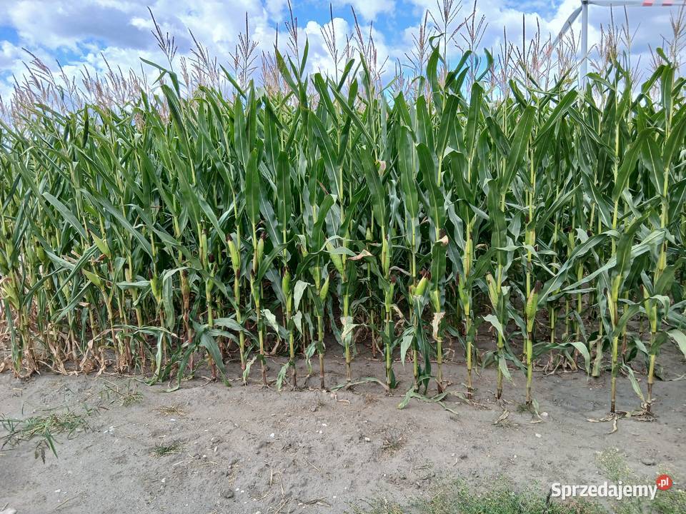 Sprzedam kukurydzę na kiszonkę Nakło nad Notecią