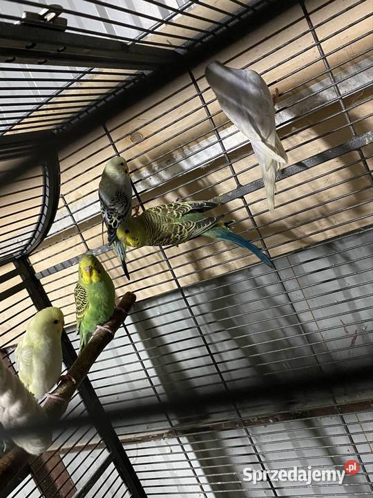 Papugi faliste Damasławek sprzedam