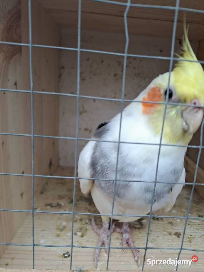 Sprzedam papugi Marcinów