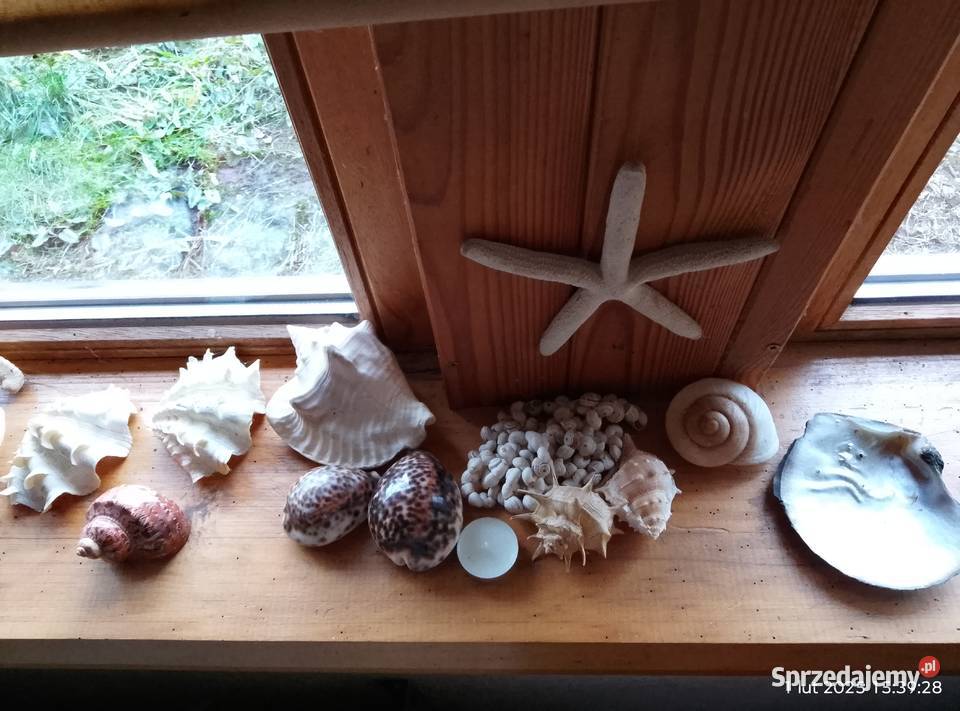 Muszle i gąbki morskie sprzedam