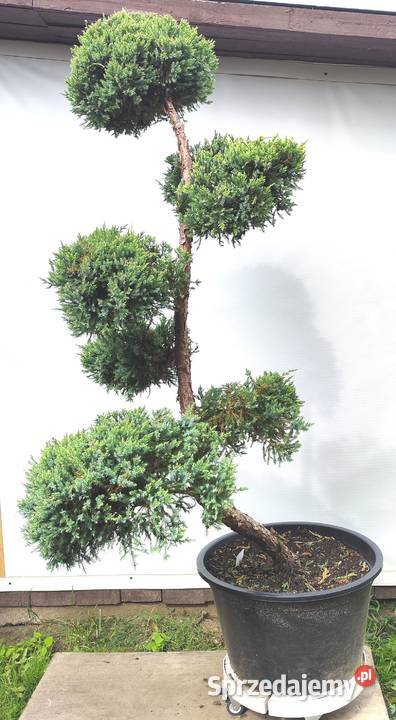 Bonsai Niwaki Jałowiec Holger Medynia Łańcucka