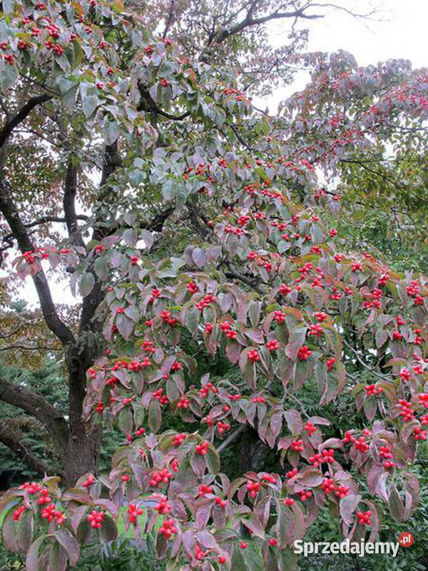 DEREŃ KWIECISTY Cornus florida NASIONA 90 sztuk Lubanie