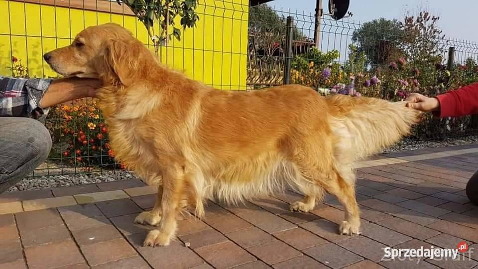 Golden Retriever 6 lat rodowód Polski Związek Włocławek sprzedam