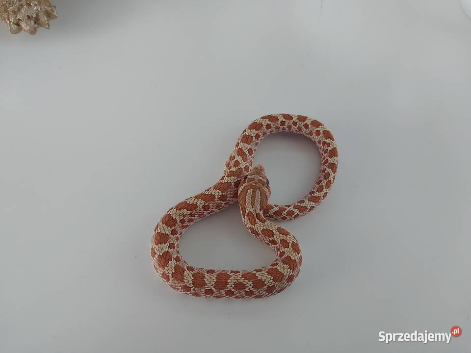 Heterodon zachodni Reda