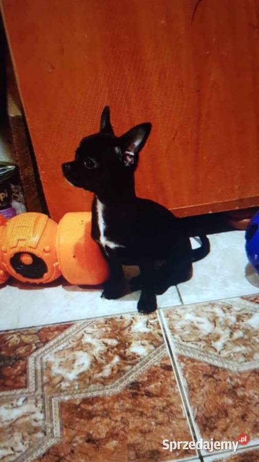 Piesek pinczerek Warszawa