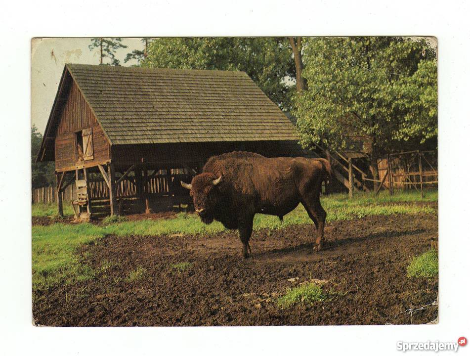 JANKOWICE K PSZCZYNY POCZTÓWKA Pocztówki i karty telefoniczne Krynki