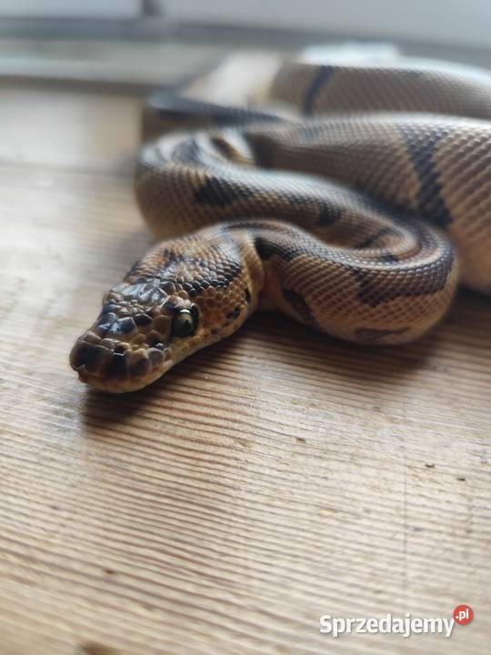 Pyton Królewski samiec Clown poss Gravel Pruszków