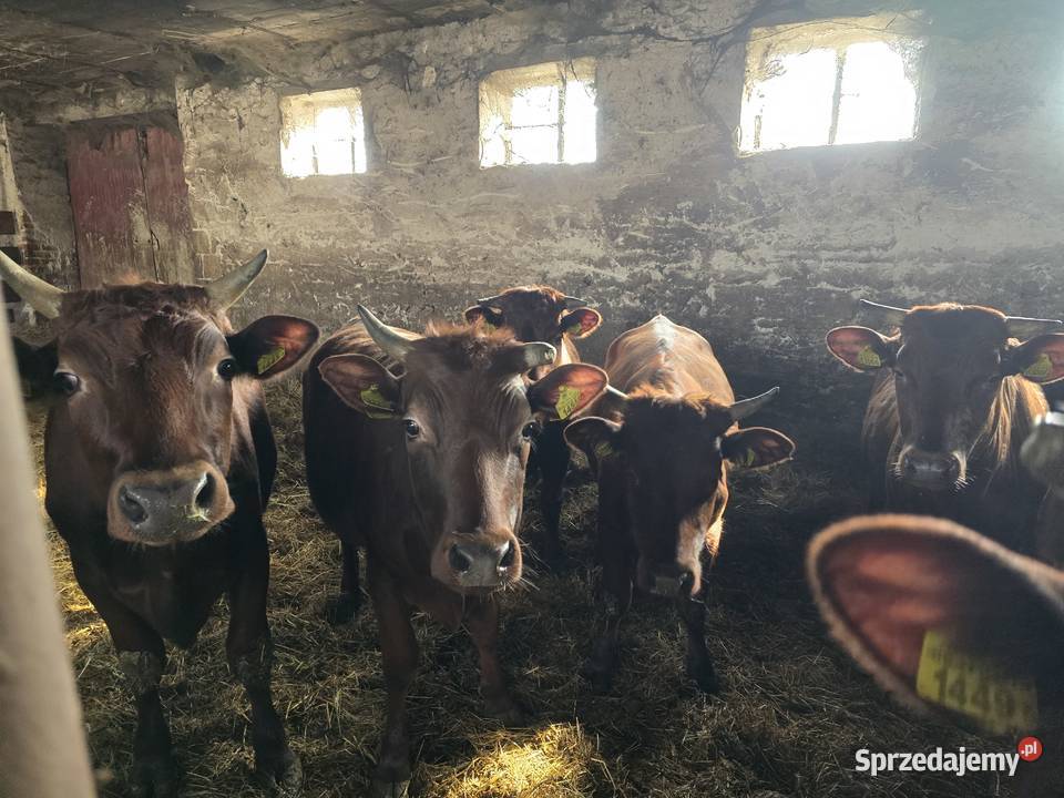 Jałówki polska czerwona Rolnictwo podlaskie Świdry Podleśne