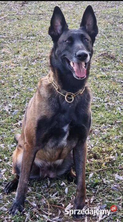 Owczarek belgijski Malinois FCI Zapowiedz miotu Nowy Sącz sprzedam