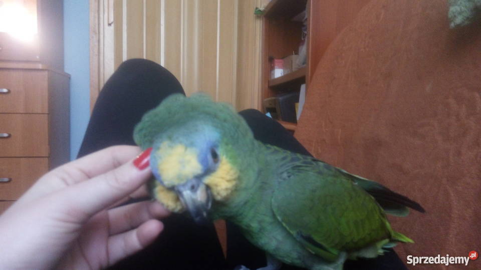 Papuga Amazonka Modrobrewa