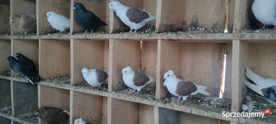 Sprzedam gołębie ozdobne Tokarówka