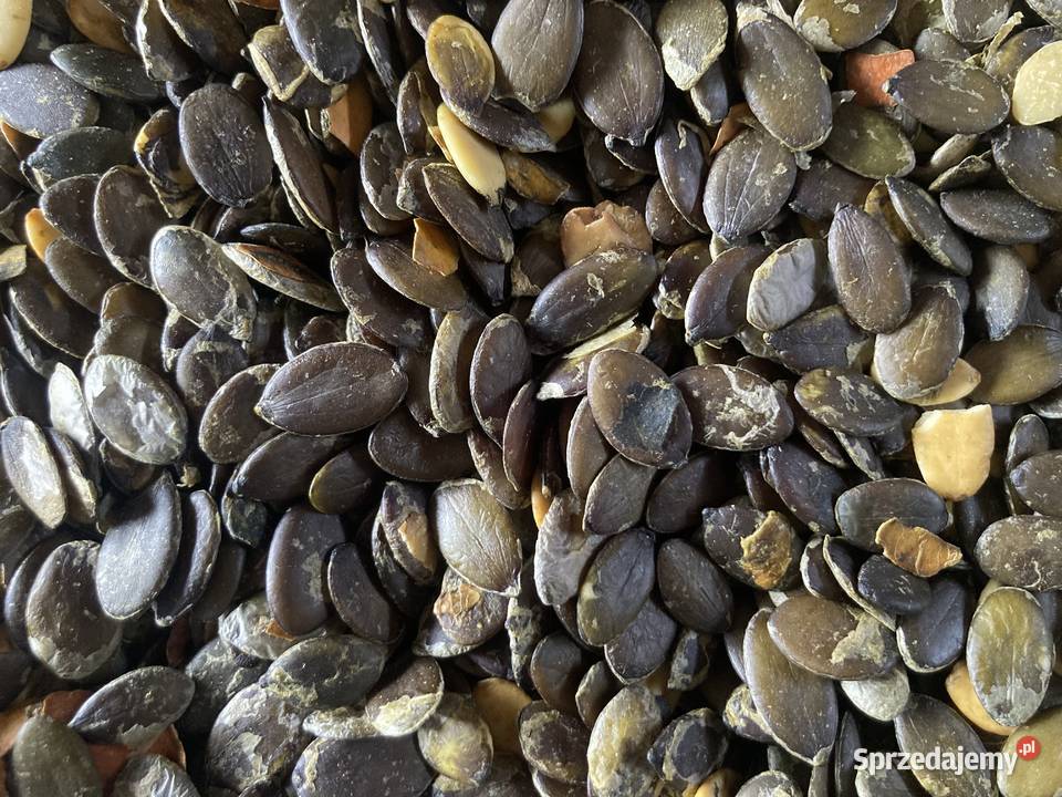 Pestki dyni bezłupinowej świeże Pozostałe lubelskie Telatyn