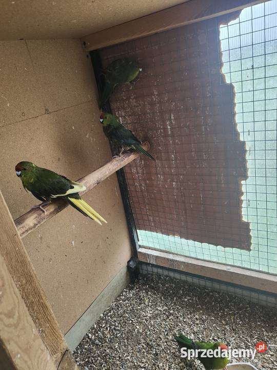 Sprzedam papugi modrolotki Drobin