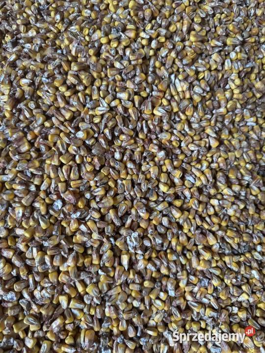 Kukurydza sucha Felicjan