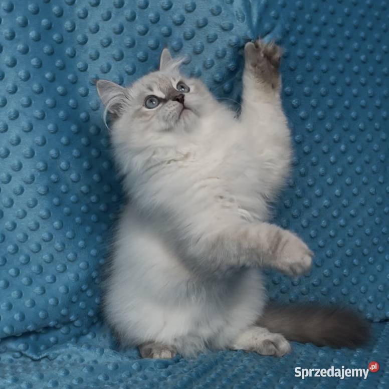 Kociak syberyjski Neva Masquerade