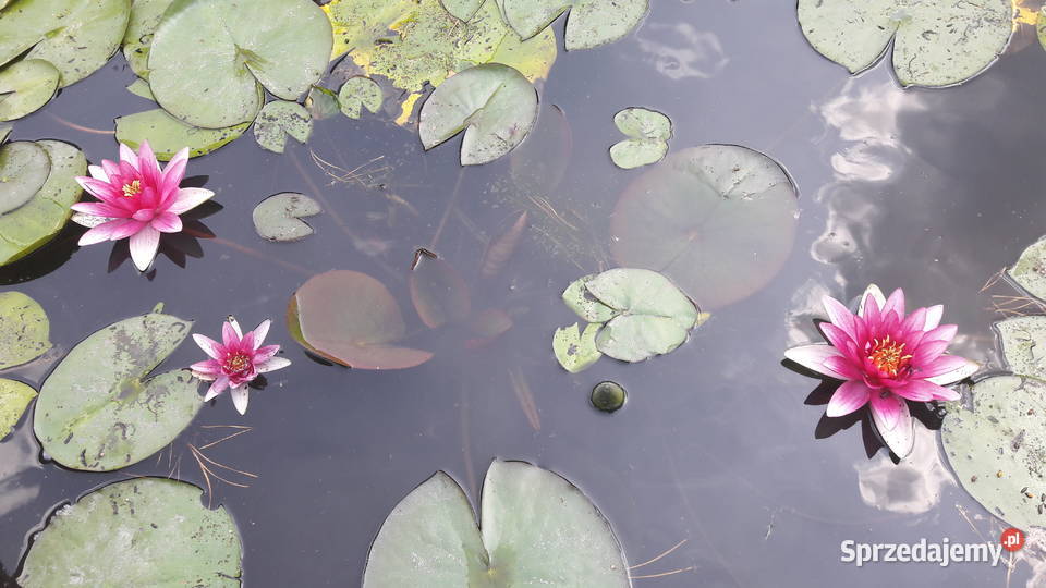 Lilie wodne nenufar Sarzyna