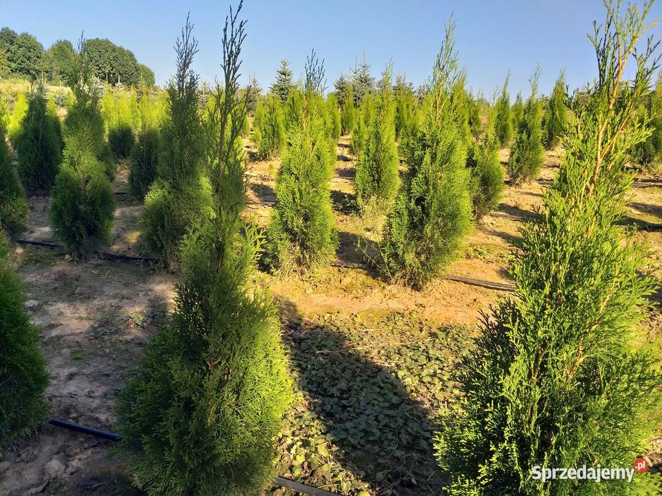 Tuja Thuja Smaragd Szmaragd Śniadka Druga