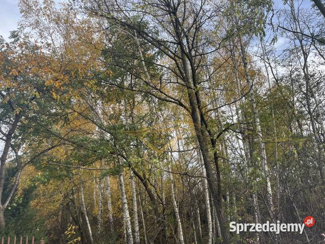 Działka Książenice 4046m2