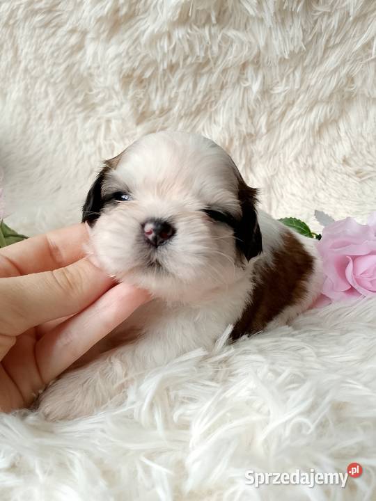Piękna suczka ShihTzu tricolor Kępno