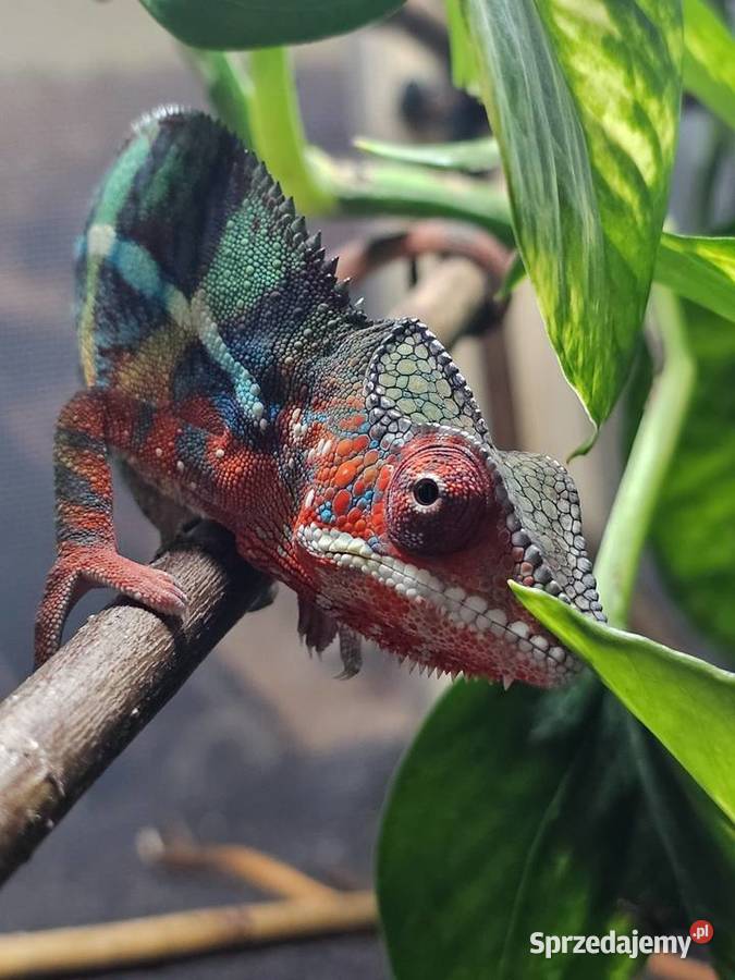 Kameleon lamparci małopolskie