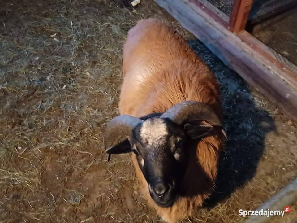 Baran Kameruński Pozostałe Pozostałe Romanów