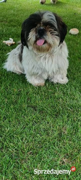Reproduktor shih tzu Busko-Zdrój