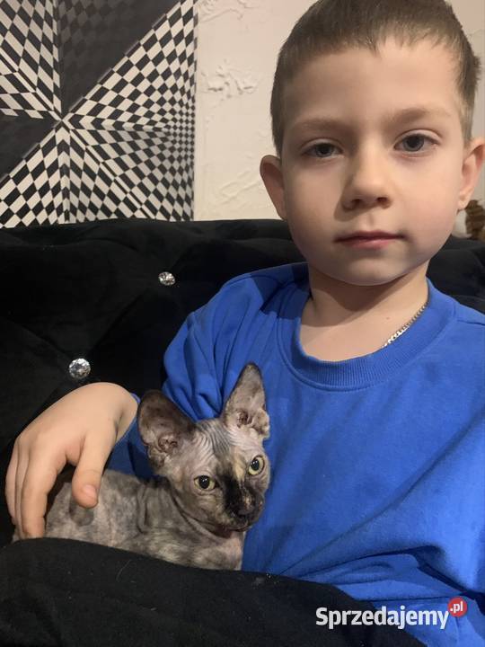 Sfinks Kanadyjski Diablica tygryska Rodowód wielkopolskie Leszno