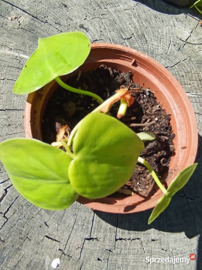 Epipremnum Golden Pothos Neon Świerzawa