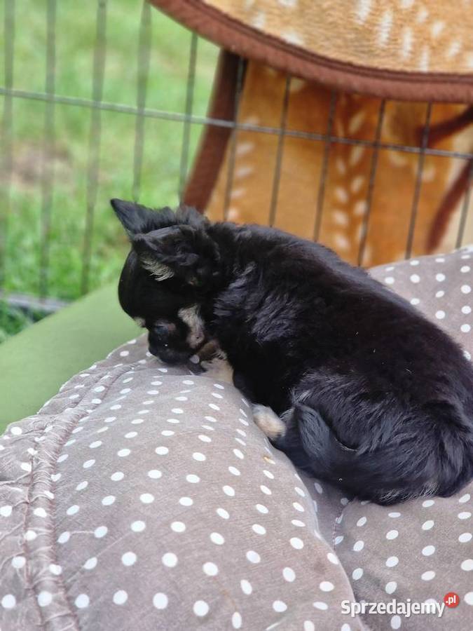 Mały piesek chihuahua długowłosy TRICOLOR