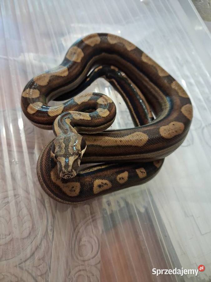 Boa BCI Samiec CA MOTLEY INCA RLT 50 poss dh Wrocław
