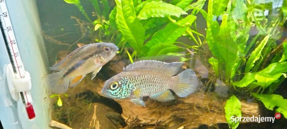 Akara cętkowana nannacara anomala Łask
