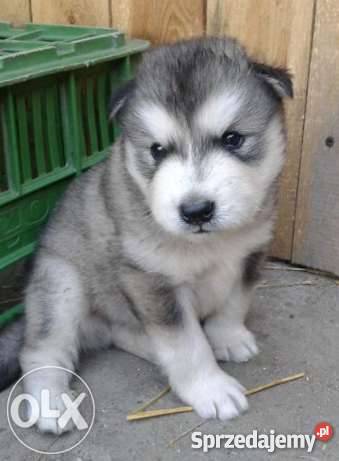 Szczeniaki rasy Alaskan Malamut