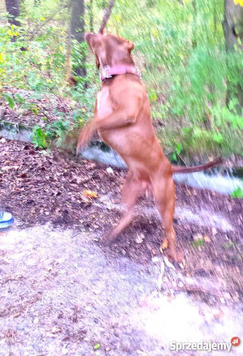 Szczenięta PitBull Red Nose Psy kujawsko-pomorskie Lipno