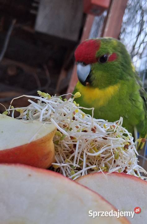 Papugi Ptaki sprzedam