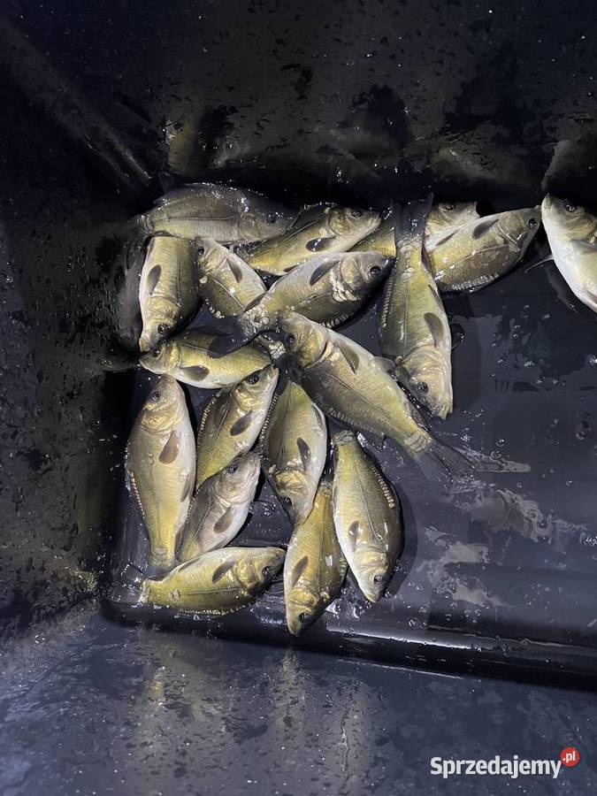 Narybek lina 1418 Suwałki