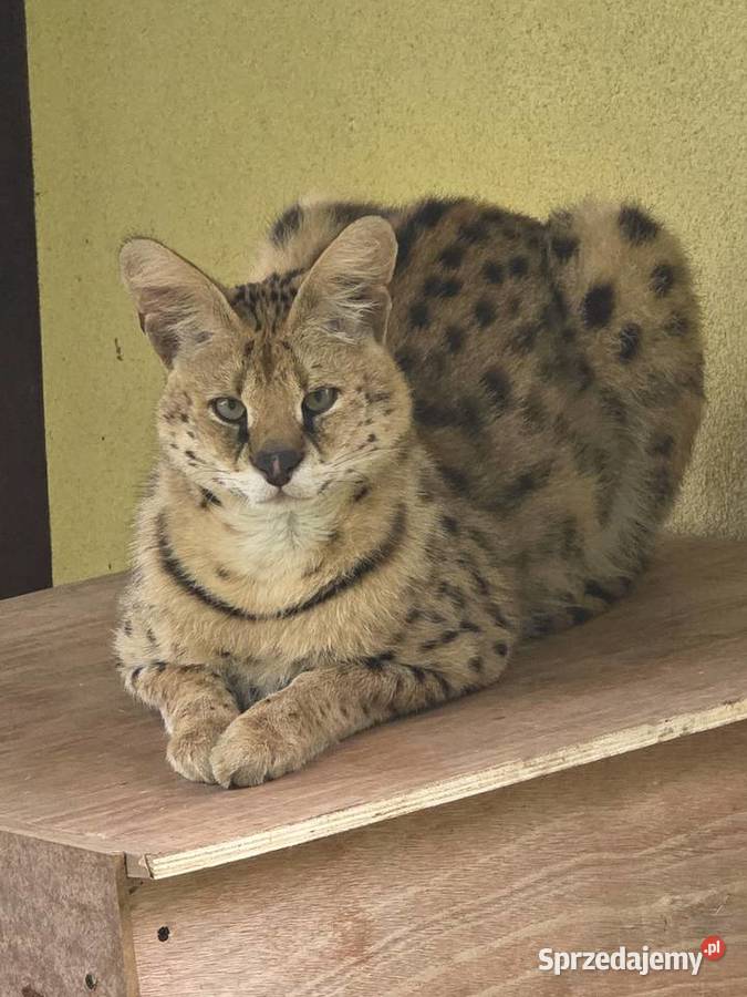 Serwal sawannowy serval kot egzotyczny samiec Pozostałe Kraków